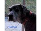 Adopt Hermeis a Merle Great Dane / Mixed dog in Jupiter, FL (37862629)