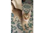 Adopt FAWN a Tan or Fawn (Mostly) Abyssinian / Mixed (short coat) cat in San