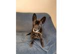 Adopt Asia a Black - with White Australian Cattle Dog / Mixed dog in Mt.