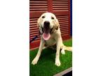 Adopt Lil Ricky a White - with Tan, Yellow or Fawn Great Pyrenees / Mixed dog in