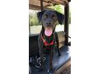 Adopt Birdie a Black Boykin Spaniel / Australian Shepherd / Mixed dog in