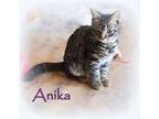 Adopt Anika a Gray, Blue or Silver Tabby Domestic Shorthair / Mixed (short coat)