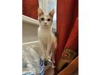 Adopt Basil a Siamese / Mixed (medium coat) cat in Buena Park, CA (37969688)
