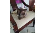 Adopt Marcus a Siamese / Mixed (short coat) cat in Buena Park, CA (37969561)