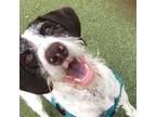 Adopt Sunza a Brown/Chocolate - with White German Shorthaired Pointer / German