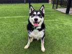 Adopt LUDWIG a Siberian Husky