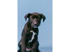 Adopt Stetson a Black - with White Labrador Retriever / Border Collie / Mixed