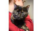 Adopt Dollie a Domestic Shorthair / Mixed (short coat) cat in Versailles