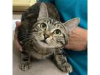 Adopt Elvira a Domestic Shorthair / Mixed cat in Salisbury, MD (37999059)
