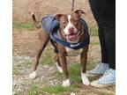Adopt Mercedes a Pit Bull Terrier / Mixed dog in Salisbury, MD (37805214)