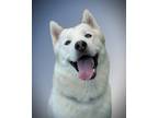 Adopt Tucker a Siberian Husky / Mixed dog in Vallejo, CA (37945629)