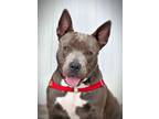 Adopt Misty a Bull Terrier / Mixed dog in Vallejo, CA (37834316)