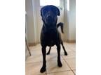 Adopt Bruno a Labrador Retriever / Mixed dog in Osage Beach, MO (38016386)