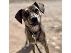 Adopt Margo (Rio) a Brindle Mixed Breed (Medium) / Mixed dog in Moab