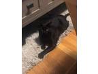 Adopt Riddle a All Black Domestic Shorthair / Mixed (short coat) cat in St.