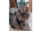 Adopt Farrah a Domestic Longhair / Mixed (long coat) cat in St.