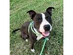 Adopt Buttons a Black - with White American Pit Bull Terrier / Mixed dog in St.