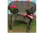 Adopt Bosch a Black Labrador Retriever / Mixed dog in Marble, NC (38019117)
