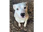 Adopt Marshall a White American Staffordshire Terrier / Boxer / Mixed dog in