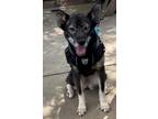 Adopt Koa a Husky / Mixed dog in Roswell, GA (37907289)
