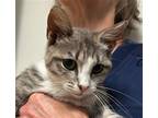 Adopt Shimmer a Domestic Shorthair / Mixed cat in Calverton, NY (38007700)