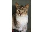 Adopt Ophelia a Domestic Shorthair / Mixed cat in Calverton, NY (38007699)