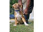 Adopt Minnie a Tan/Yellow/Fawn - with White Labrador Retriever / Mixed dog in