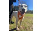 Adopt Buddy a White Bull Terrier / Mixed dog in Orangeburg, SC (37865971)
