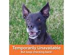 Adopt Toby a Australian Kelpie, Pit Bull Terrier