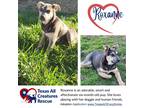 Adopt Roxanne a Black Mouth Cur / Shepherd (Unknown Type) / Mixed dog in