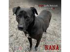 Adopt Nana 4153 a Black Labrador Retriever / Mixed Breed (Medium) / Mixed dog in