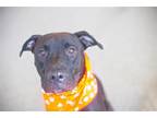 Adopt Shadow a Black Labrador Retriever / Pit Bull Terrier / Mixed dog in