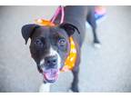 Adopt Luna a Black - with White Pit Bull Terrier / Mixed dog in Melrose