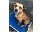 Adopt Jimmy Chew a Tan/Yellow/Fawn Pit Bull Terrier / Labrador Retriever / Mixed