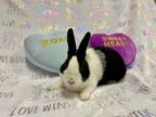 Adopt DICE* a Bunny Rabbit