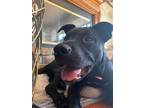 Adopt Kourtney a Black - with White Pit Bull Terrier / Husky / Mixed dog in
