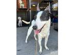 Adopt Nelly a Black - with White Labrador Retriever / Mixed dog in Costa Mesa