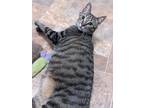 Adopt Squeaks a Brown Tabby Domestic Shorthair / Mixed (short coat) cat in