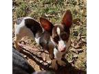Adopt Bolt a Tan/Yellow/Fawn - with White Rat Terrier / Mixed dog in Matthews