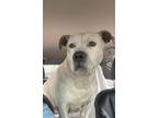 Adopt Lola a White - with Brown or Chocolate Pit Bull Terrier / Mixed dog in