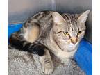Adopt Valentine a Domestic Shorthair / Mixed cat in Osage Beach, MO (38016353)