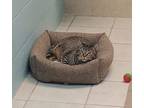 Adopt Jasper a Domestic Shorthair / Mixed cat in Osage Beach, MO (38016397)