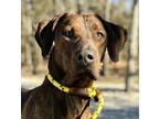 Adopt Jorah a Mountain Cur / Mixed dog in Osage Beach, MO (38016399)