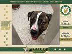 Adopt Dante a Mixed Breed (Medium) / Mixed dog in Melbourne, FL (37949836)
