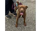 Adopt Juno a Terrier (Unknown Type, Medium) / Mixed dog in Hamilton