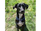Adopt Tucker a Labrador Retriever / Mixed dog in Greenfield, IN (37828770)