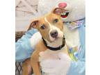 Adopt Buddy a Tan/Yellow/Fawn - with White American Pit Bull Terrier / Mixed dog