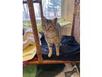 Adopt Betty a Domestic Shorthair / Mixed (short coat) cat in Bourbonnais