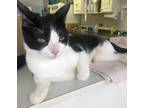 Adopt Sylvia a Domestic Shorthair / Mixed (short coat) cat in Bourbonnais
