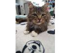 Adopt Ripley a Domestic Longhair / Mixed (short coat) cat in Bourbonnais